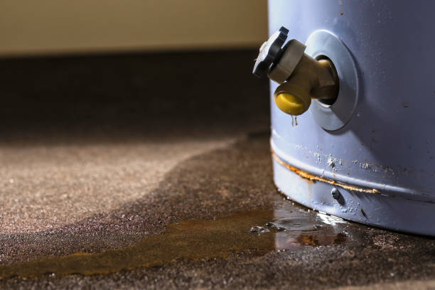 Best Mold removal after water damage  in Palo, IA