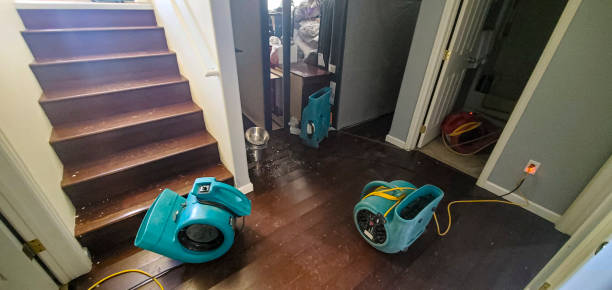 Best Professional water damage repair  in Palo, IA