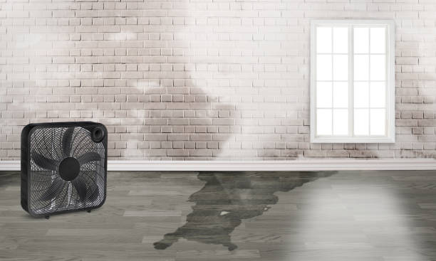 Best Water damage contractors near me  in Palo, IA