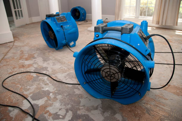 Best Basement water damage restoration  in Palo, IA